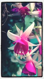 Close-up of pink flower