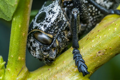 Close-up of insect