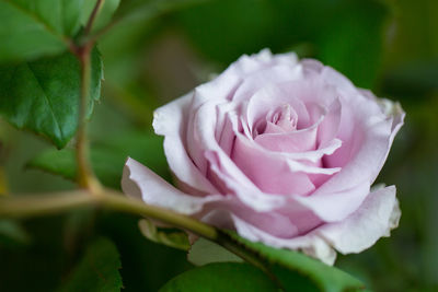 Close-up of pink rose