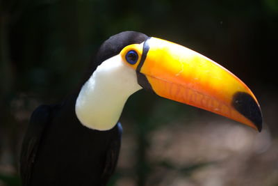 Side on portrait of toucan ramphastos toco eye and face foz do iguacu, brazil.