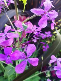 Close-up of pink flowers blooming outdoors