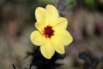 Close-up of yellow flower