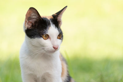 Close-up of cat looking away