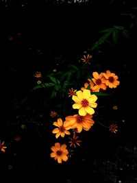 Close-up of flowers blooming at night