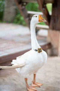 Close-up of birds