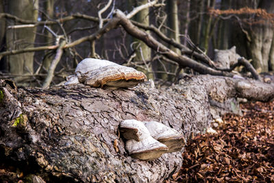 Close-up of tree trunk in forest