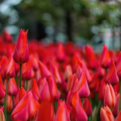 Close-up of red tulips