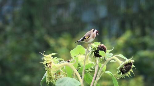 Close-up of bird flying