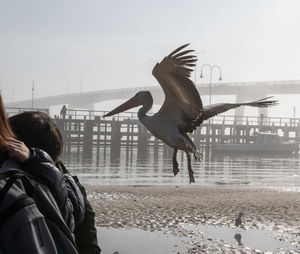 Pelican flying at beach