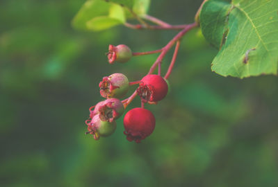 Close-up of fruits on tree