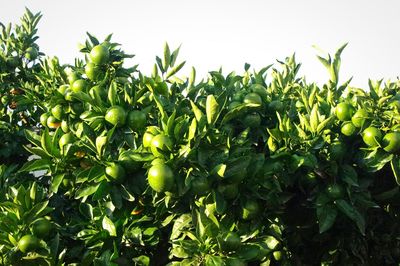 Low angle view of fruits growing on tree against sky