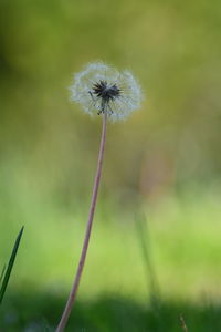 Close-up of dandelion against blurred background