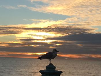 Bird perching on sea against sky during sunset