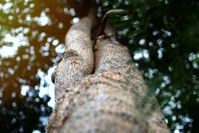 High angle of the tree trunk with the light shining through the green leaves from the top