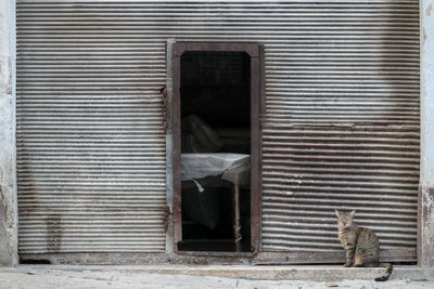 Cat looking through window