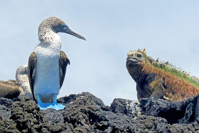 View of birds on rock