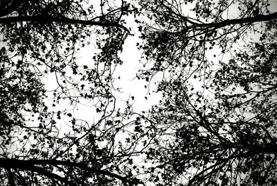 Low angle view of silhouette tree against sky