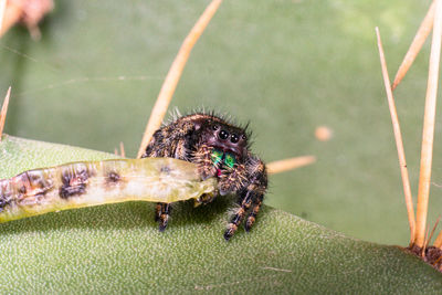 High angle view of insect on leaf