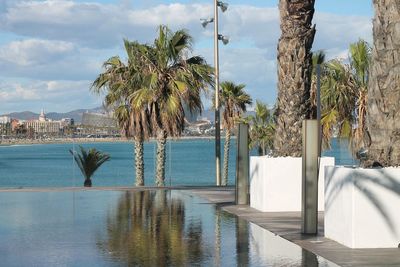 Palm trees by swimming pool in city