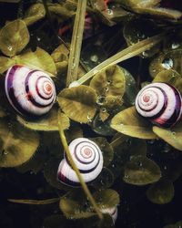 Close-up of snail