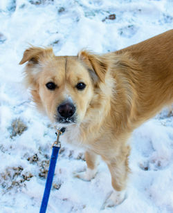 Close-up of dog in snow