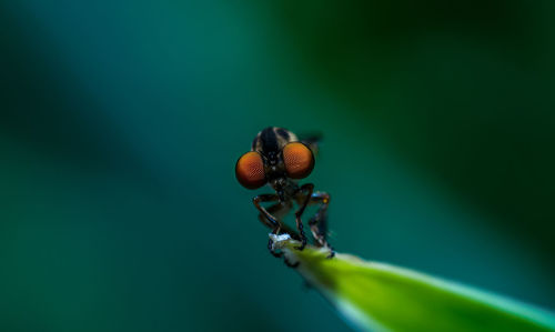 Close-up of insect on leaf