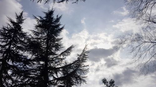 Low angle view of trees against sky