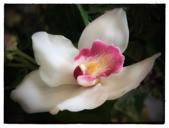 Close-up of pink flower blooming outdoors