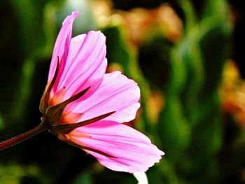 Close-up of pink flower blooming