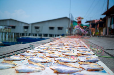 Close-up of fish for sale in market