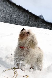 High angle view of dog on snow field