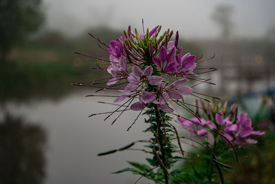 Close-up of pink flowering plant