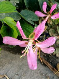 Close-up of pink flowers