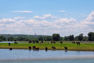 Horses in a lake