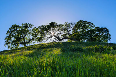 Trees and grass on field during sunny day