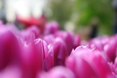 Close-up of pink flowers blooming outdoors