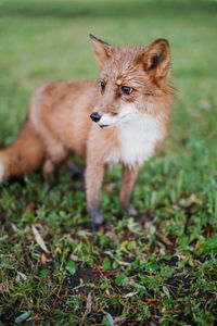 Fox standing in field