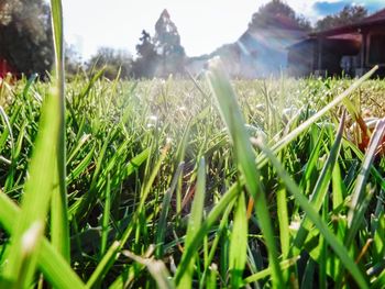 Surface level of grass on field