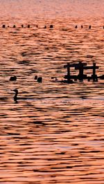 View of birds on rippled water