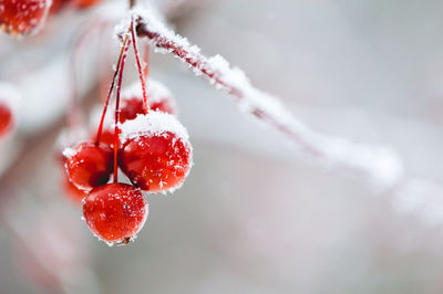 Close-up of frozen berries on tree