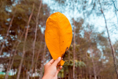 Person holding orange leaf