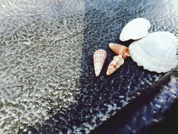 Close-up of seashell on beach