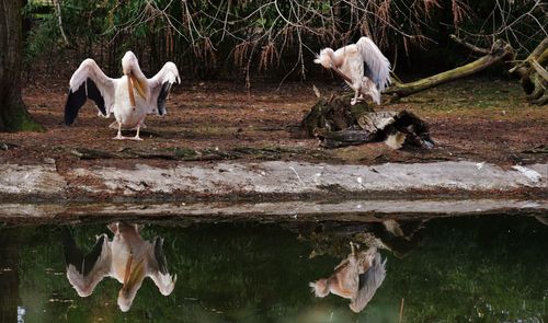 View of two birds in water