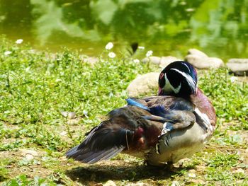 Close-up of duck on grass