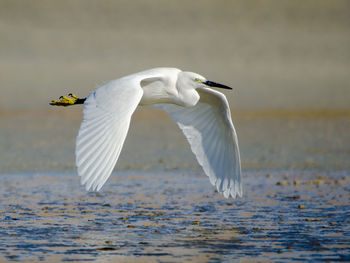 Snowy egret flying over lake