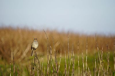 Bird on a field