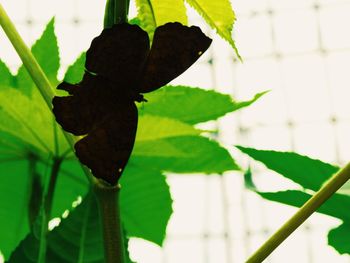 Close-up of green leaves