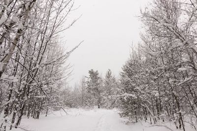 Snow covered trees against sky