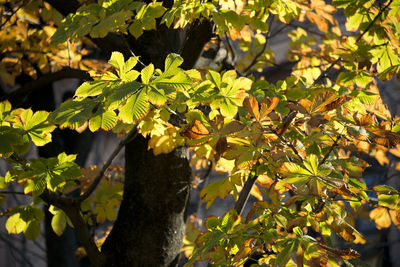 Close-up of fruits on tree