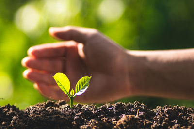 Cropped hand planting in garden